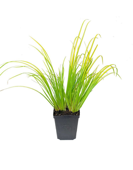 Acorus gramineus 'Ogon' - The Garden Corner