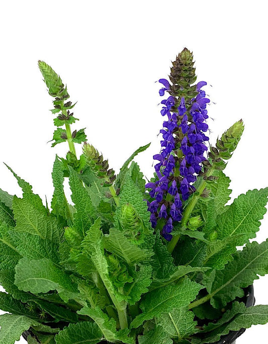 Salvia nemorosa 'April Night' 1 Gallon - The Garden Corner