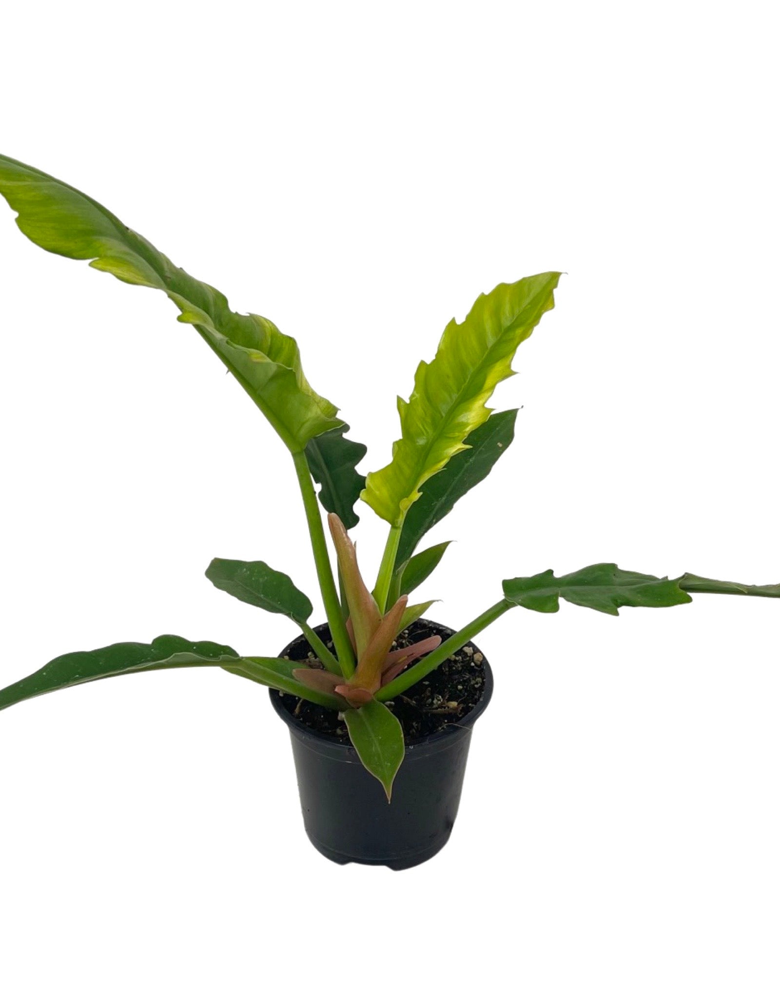 philodendron with long narrow leaves Philodendron hederaceum 'Narrow Escape' – The Garden Corner