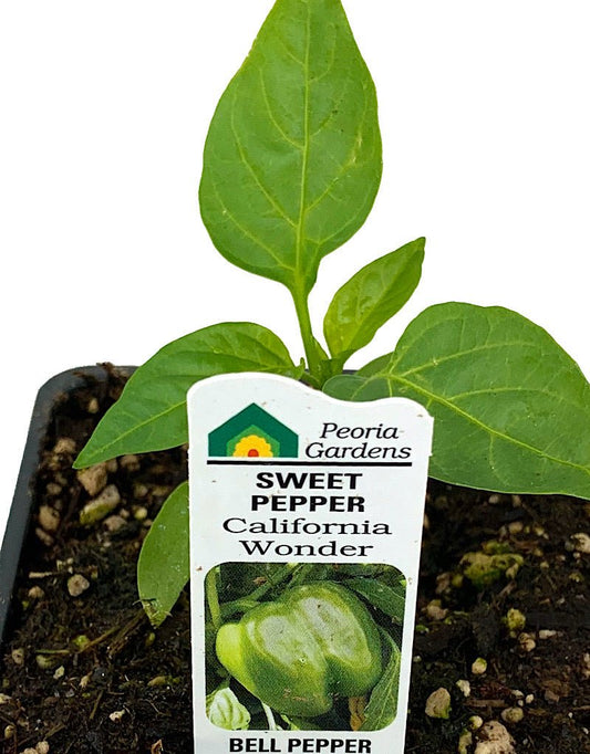 Pepper 'California Wonder' - The Garden Corner