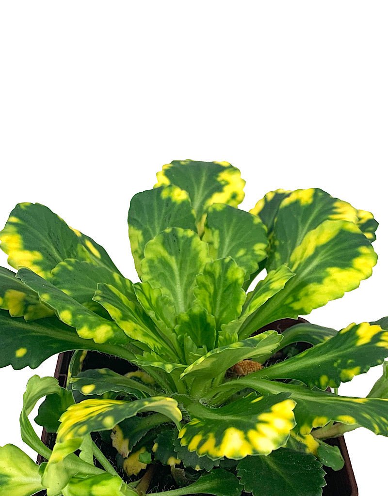 Saxifraga x umbrium 'Aurea - punctata' Quart - The Garden Corner