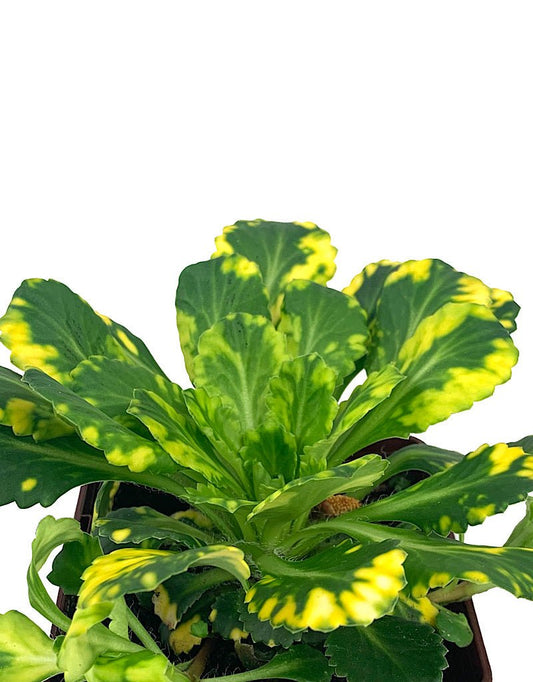 Saxifraga x umbrium 'Aurea - punctata' Quart - The Garden Corner