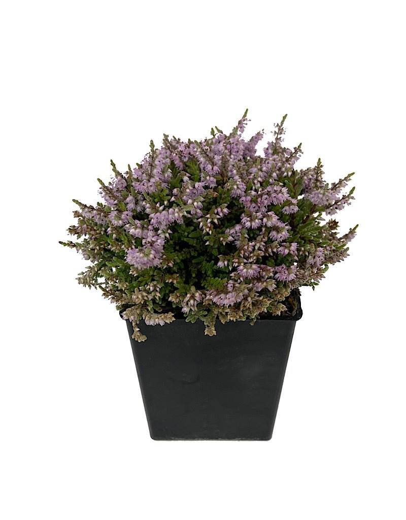 Calluna 'Jan Dekker' - Shrubs