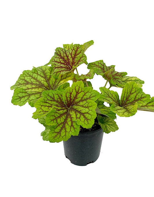 Heuchera 'Red Lightning' - The Garden Corner