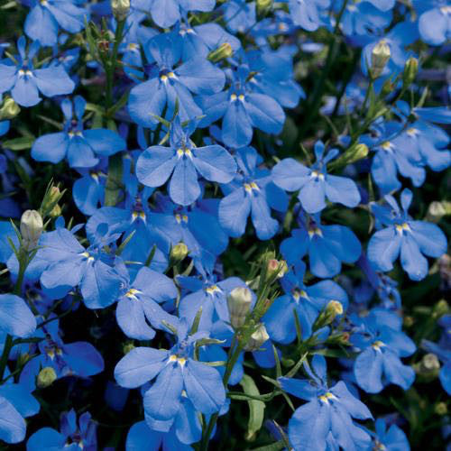 Lobelia 'Lucia Dark Blue'