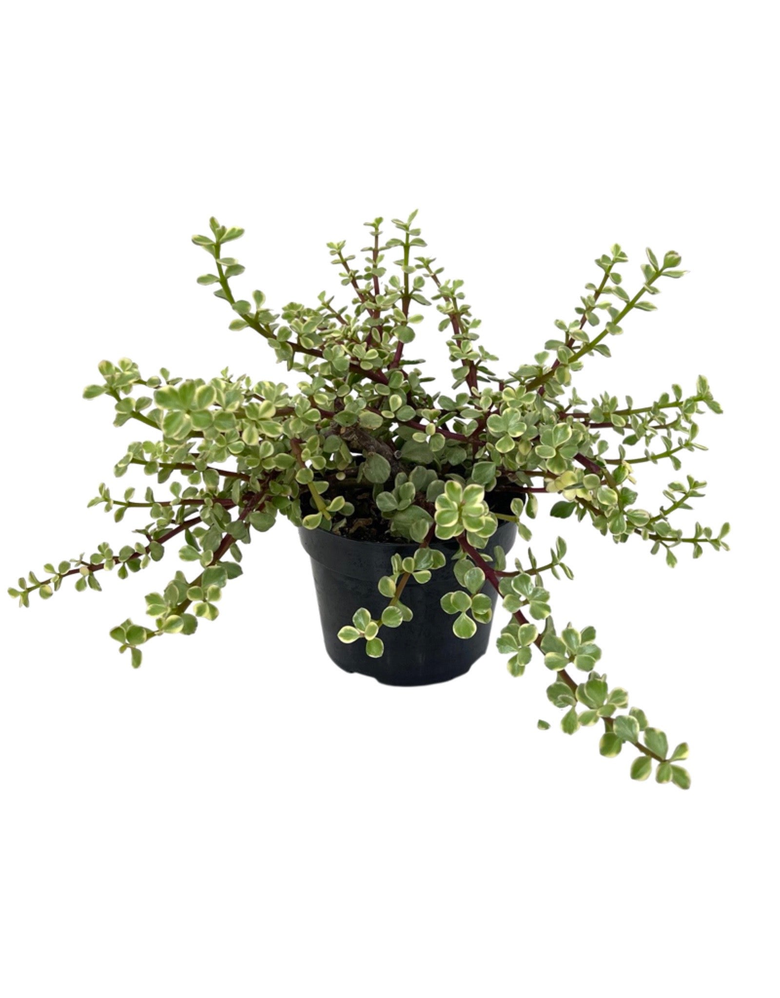 portulacaria afra hanging Portulacaria afra 'Variegata' – The Garden Corner