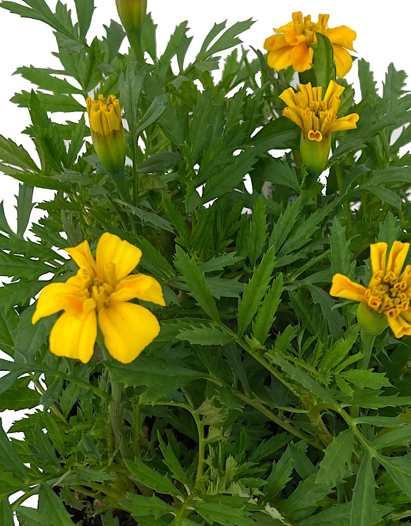 Marigold 'Bonanza Gold' Jumbo Traypack