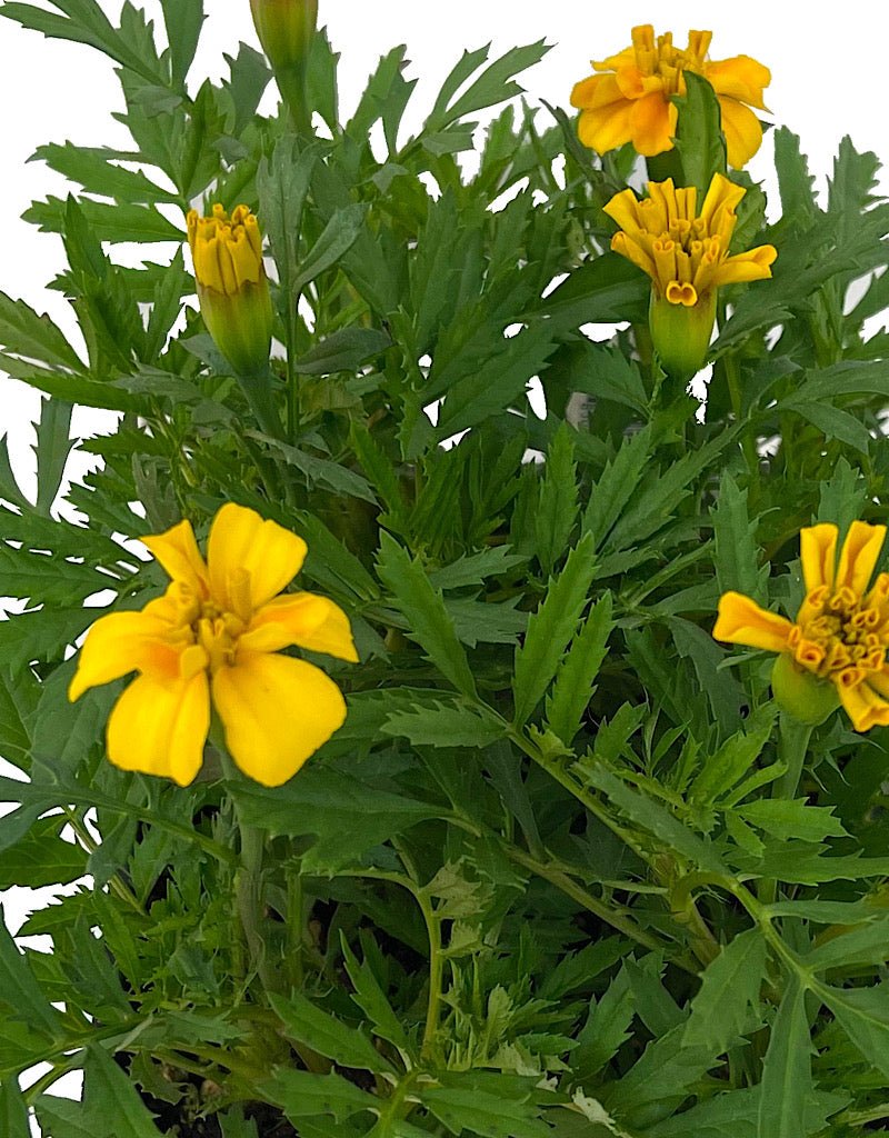 Marigold 'Bonanza Gold' Jumbo Traypack - The Garden Corner