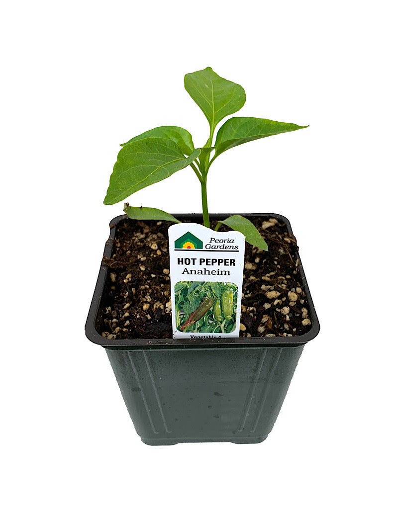 Pepper 'Anaheim' - The Garden Corner