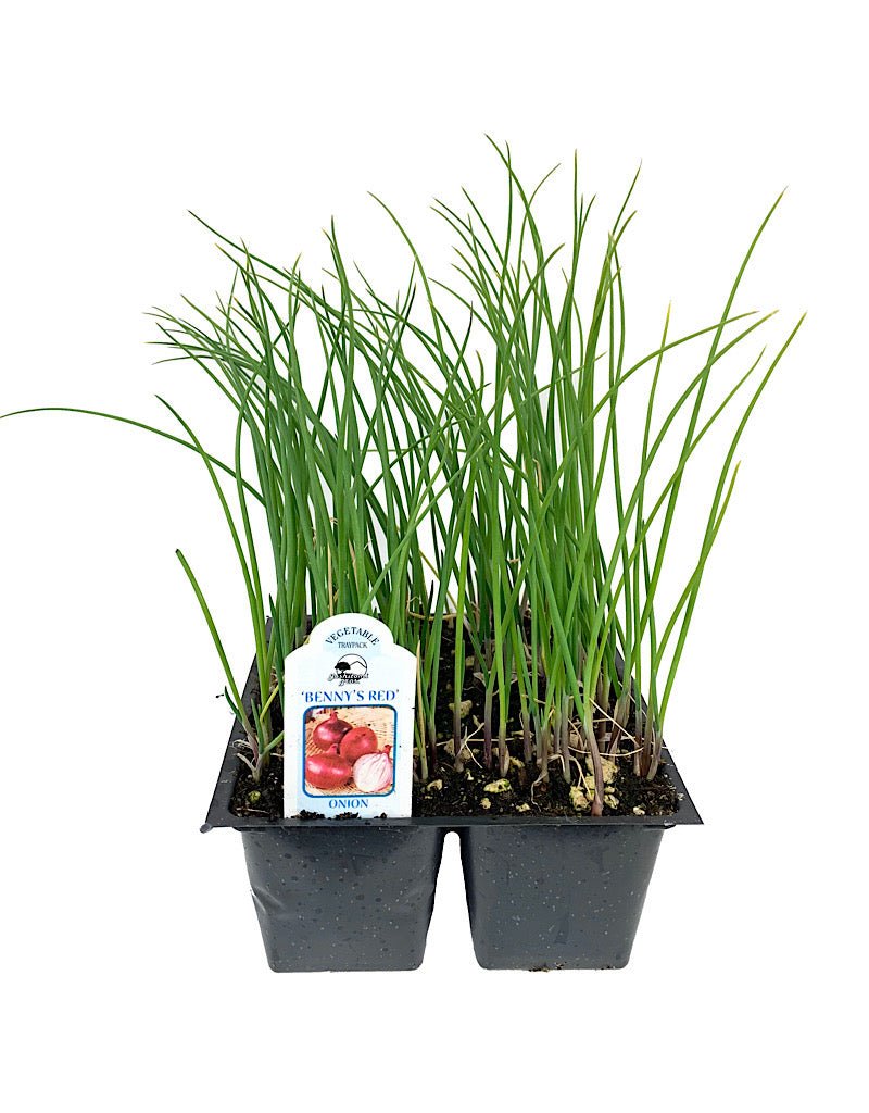 Onion 'Benny's Red' Traypack - The Garden Corner