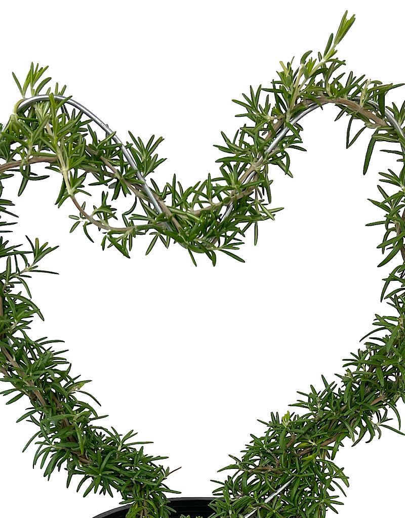 Rosmarinus Heart Topiary 1 Gallon