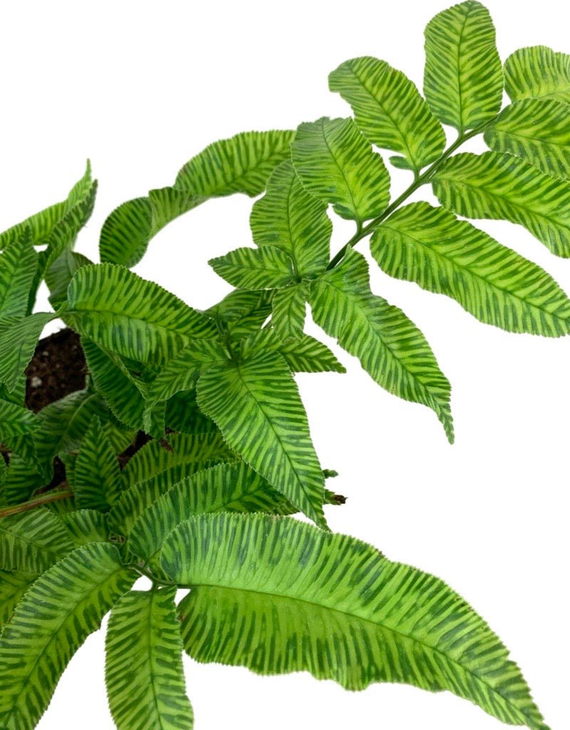 Coniogramme emeiensis 'Golden Zebra' - The Garden Corner