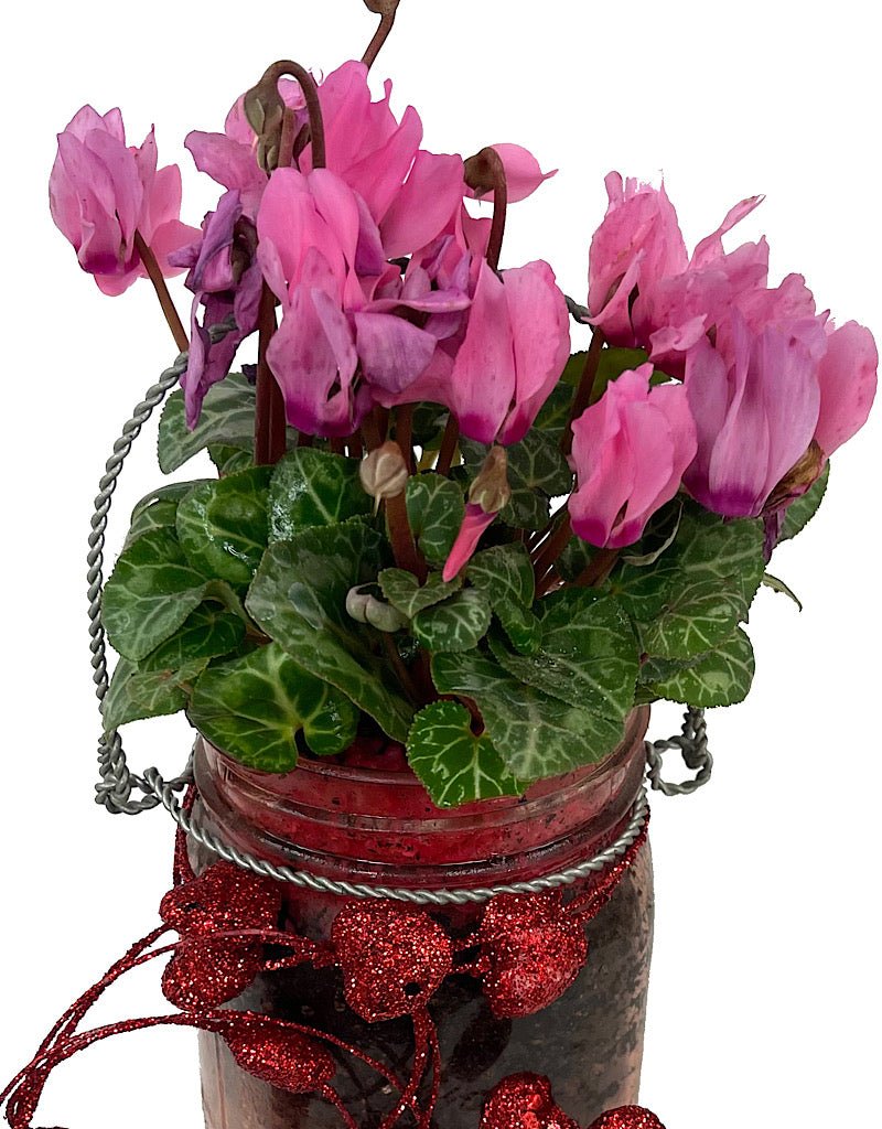 GC Exclusive 10 - The Garden Corner