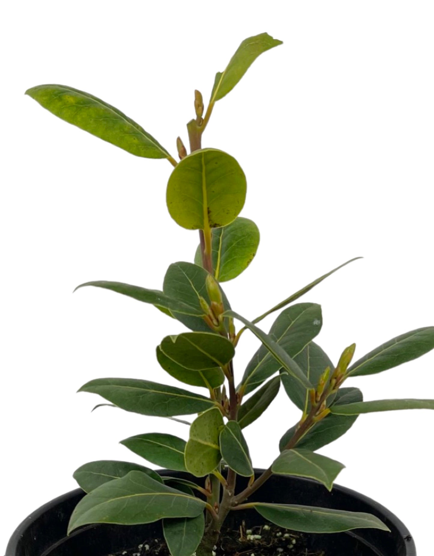 Laurus nobilis - The Garden Corner