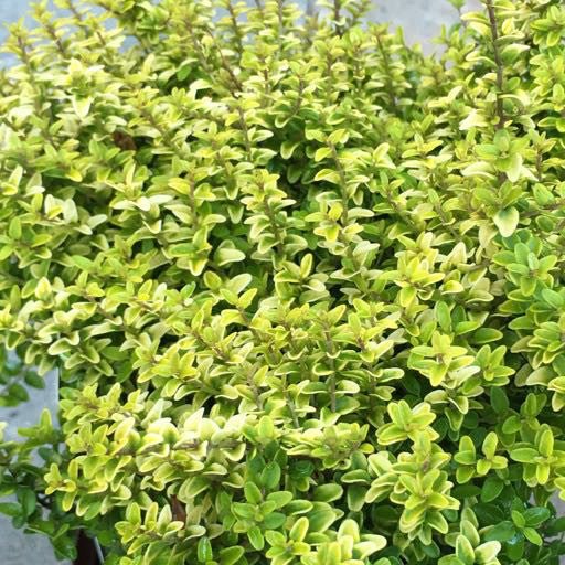 Lonicera nitida 'Twiggy' - Quart - The Garden Corner