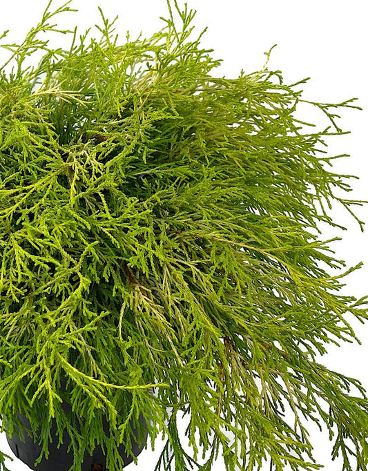 Chamaecyparis pisifera 'Golden Mop' 1 Gallon - The Garden Corner