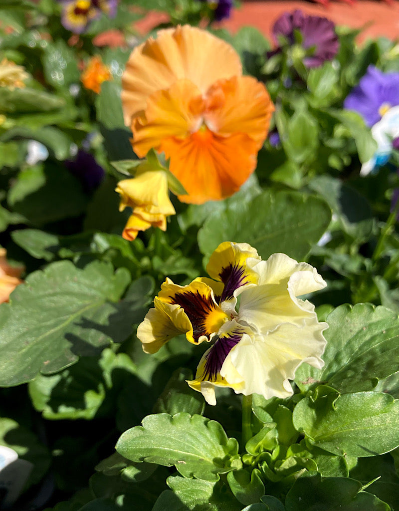 Spotlight for Pansies!