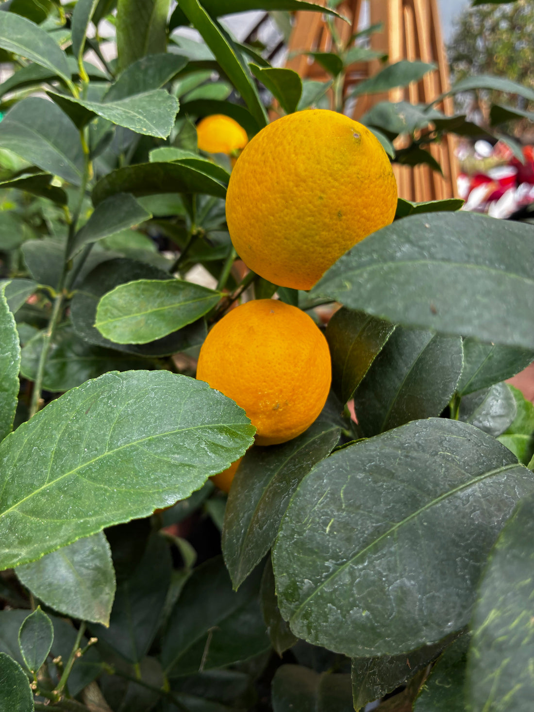 Meyer Lemon on Bush