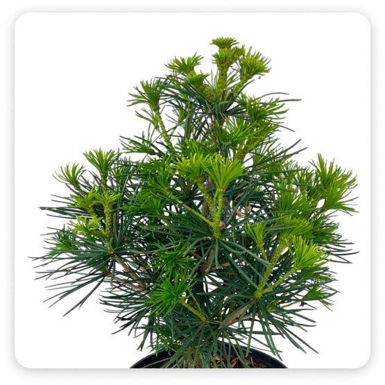 Trees – The Garden Corner
