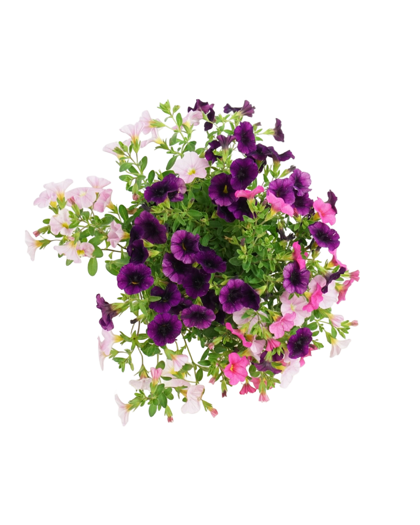 Calibrachoa 'Confetti Garden® Hawaiian Flamingo' - Annuals