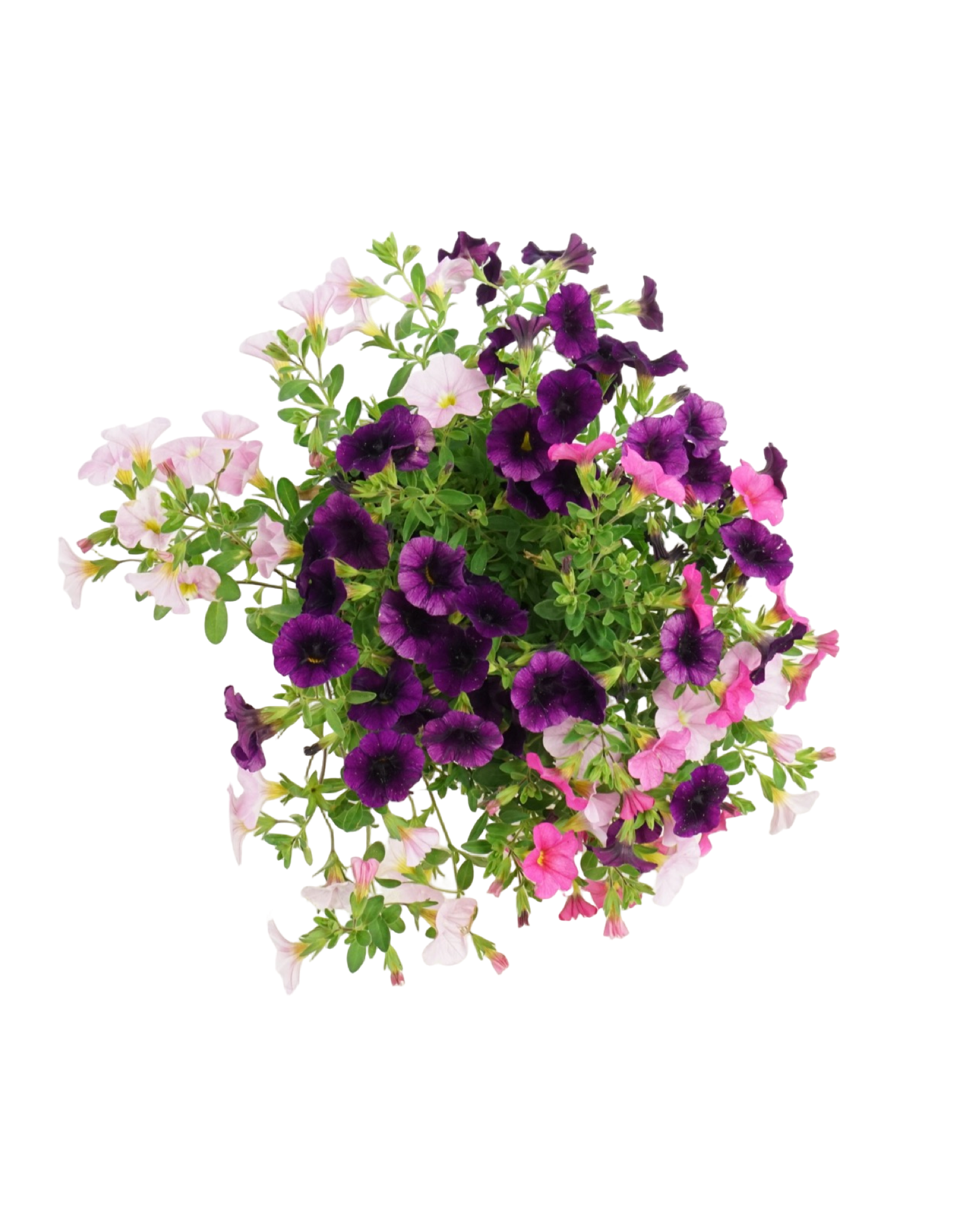 Calibrachoa 'Confetti Garden® Hawaiian Flamingo' - Annuals