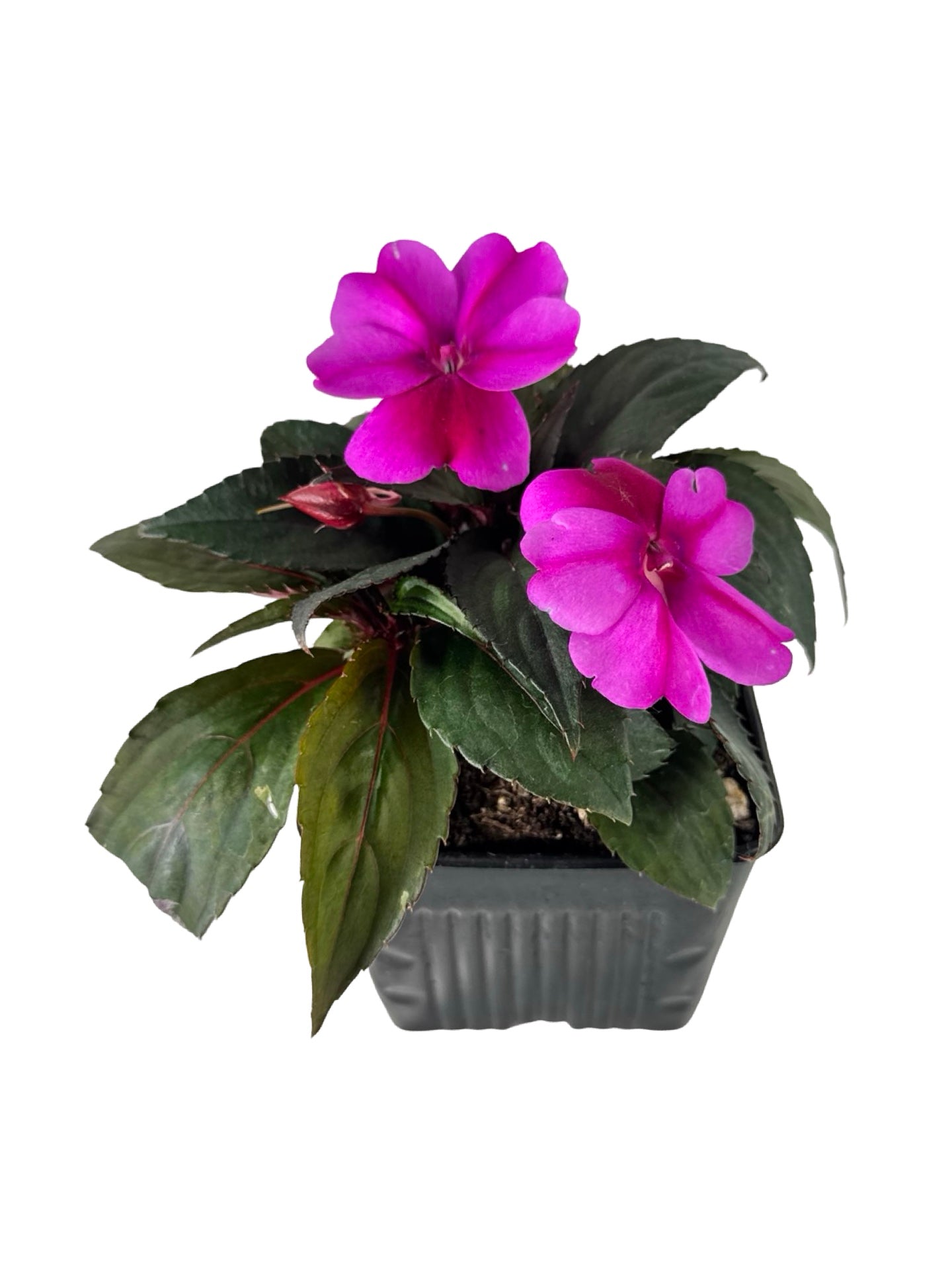 Sunpatiens compact 'Purple Candy' - Annuals