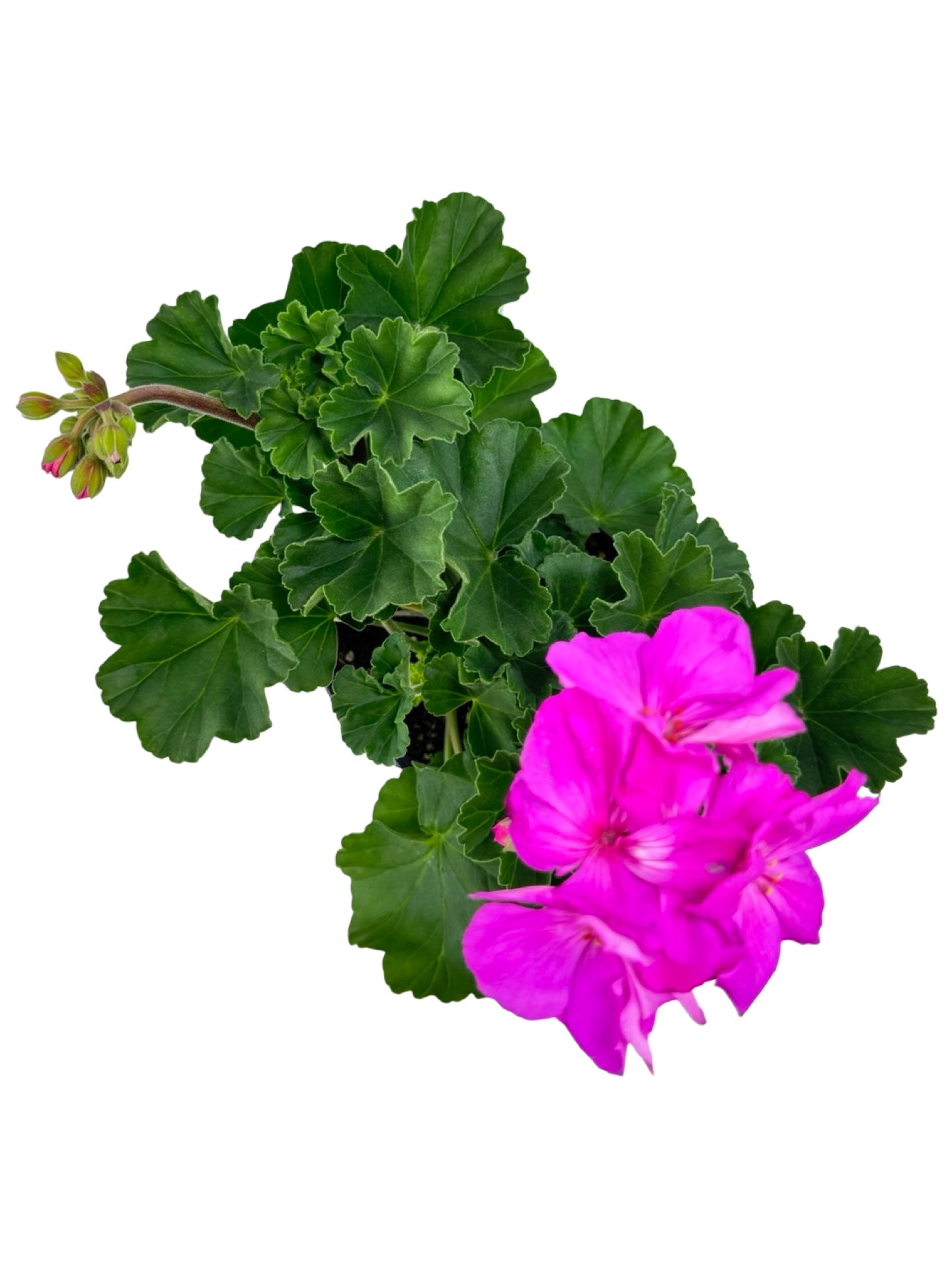 Geranium Zonal 'Presto Shocking Blue' - Annuals