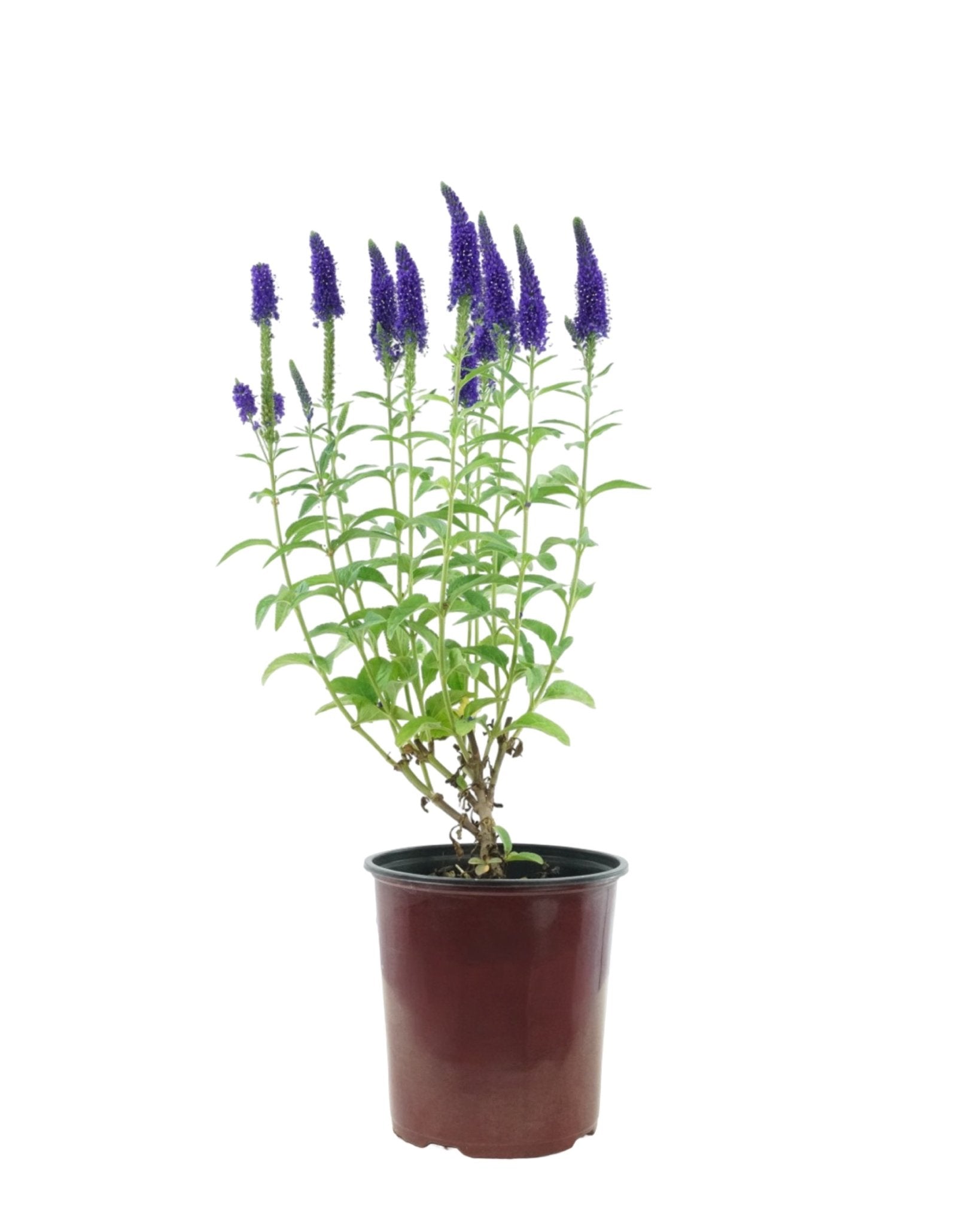 Veronica longifolia 'Marietta' - The Garden Corner