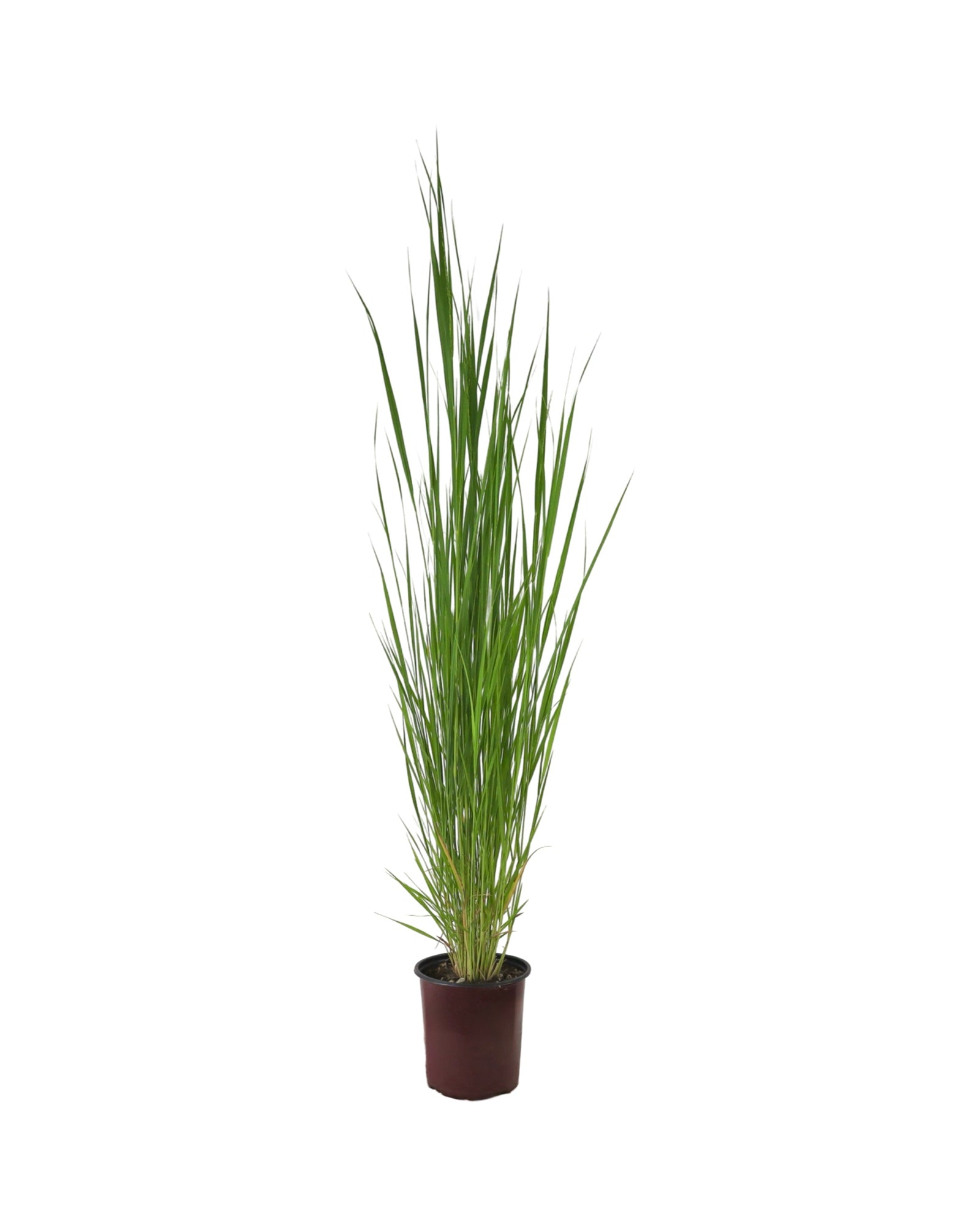 Panicum virgatum 'Northwind' - Perennials