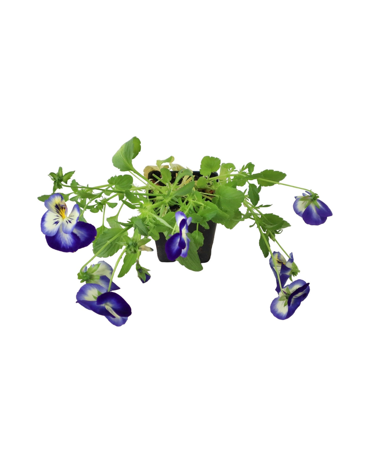 Pansy - Seasonal Plant