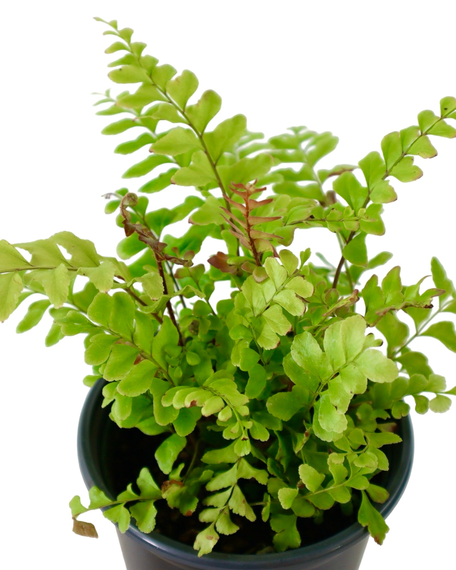 Didymochlaena truncatula - House Plants