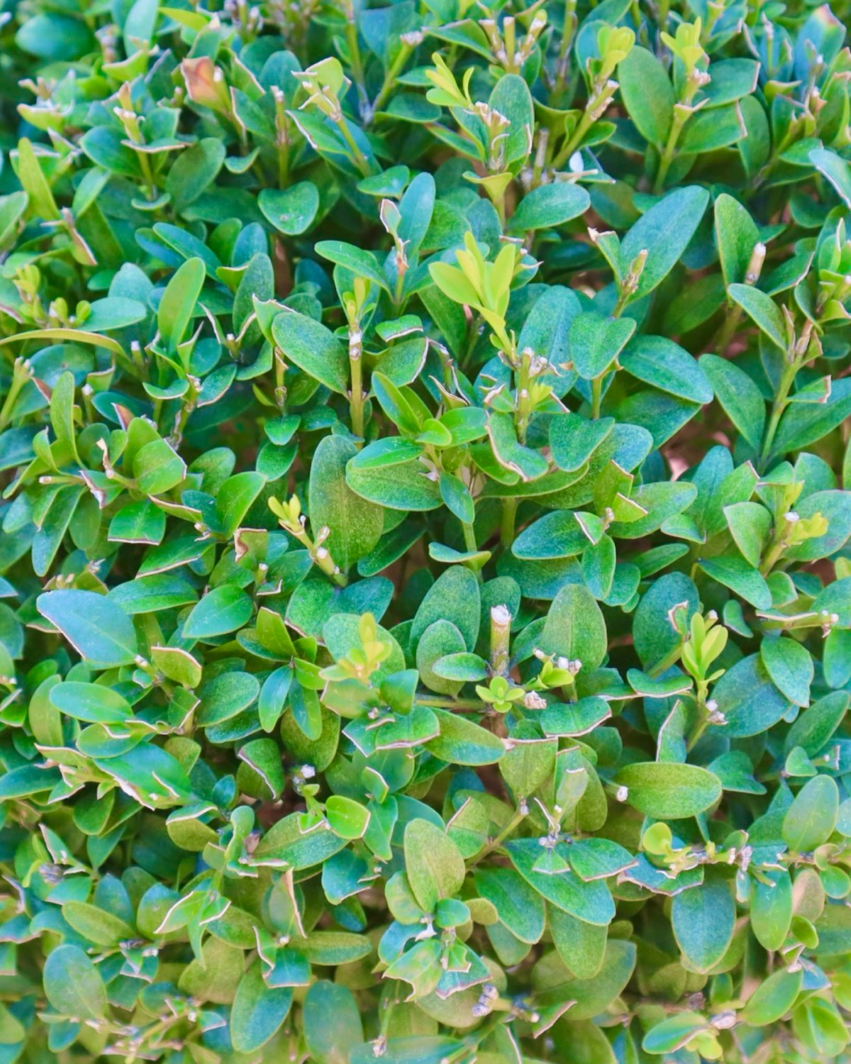 Pyracantha coccinea 'Teton' 3 Ball Topiary 20 Gallon - Shrubs