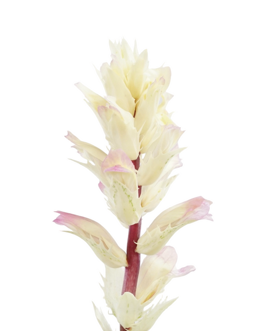 Acanthus mollis 'Whitewater'