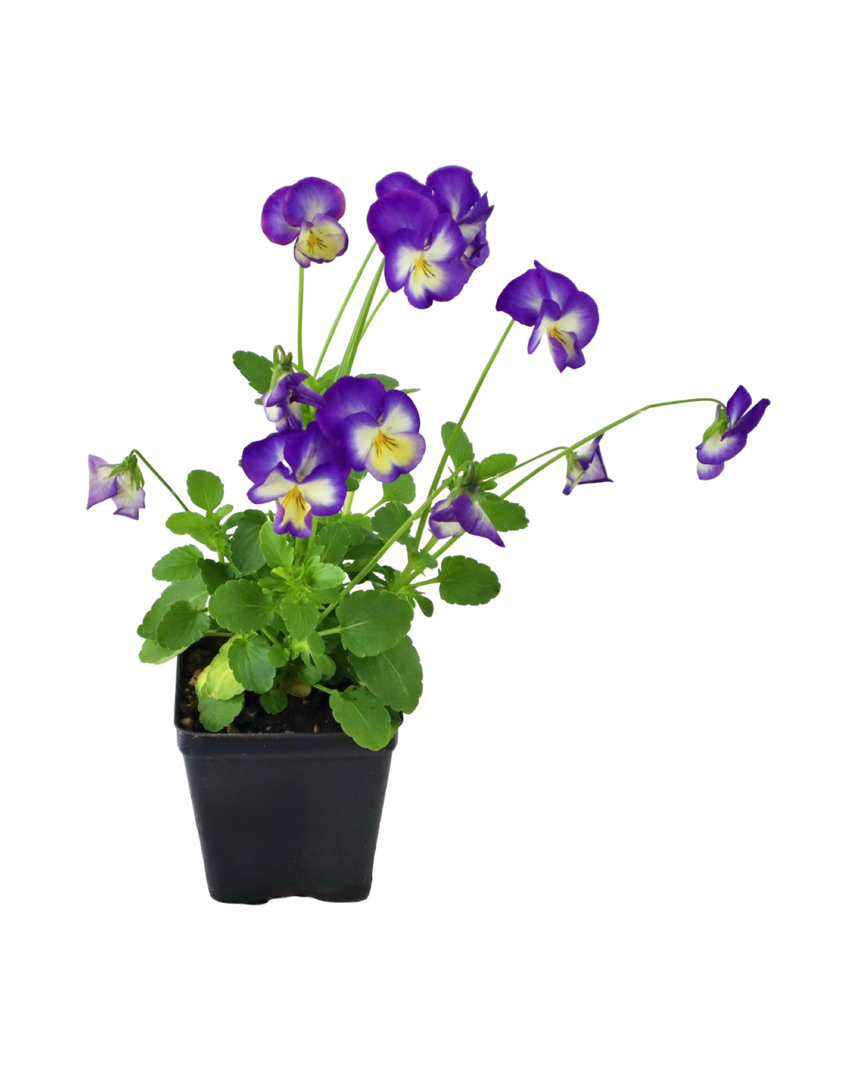 Pansy - Seasonal Plant