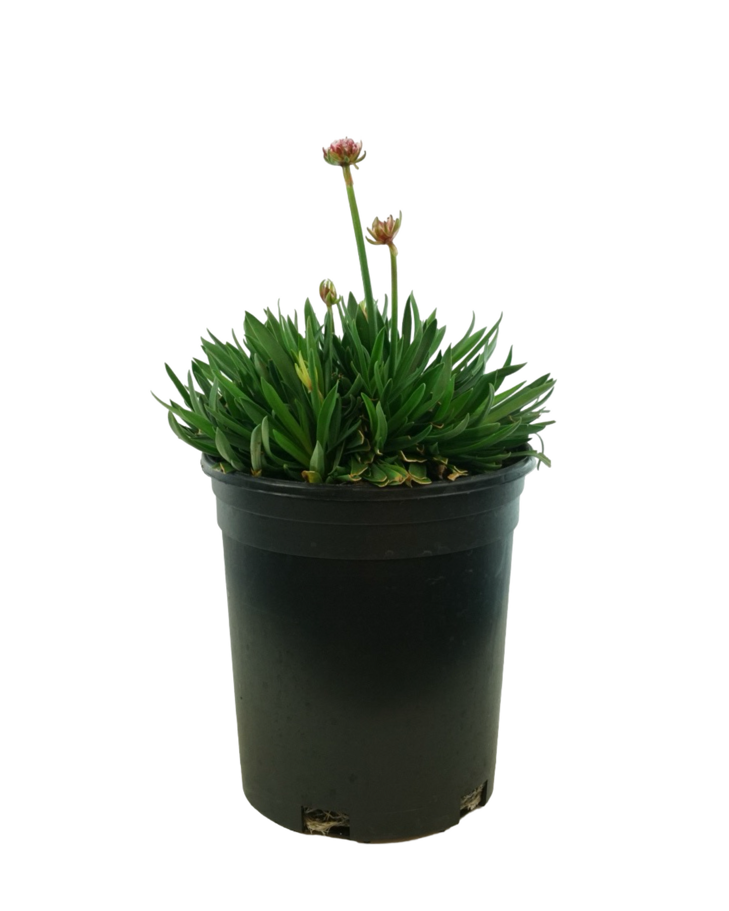 Armeria pseudarmeria 'Hypnotic Dreams'