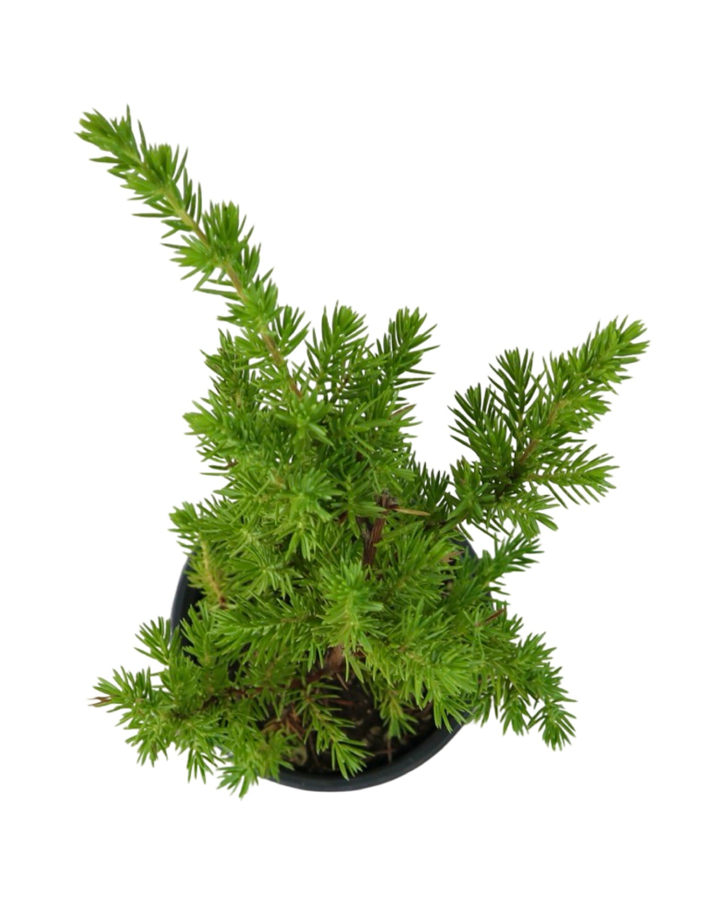 Juniperus conferta 'Blue Pacific' - Shrubs