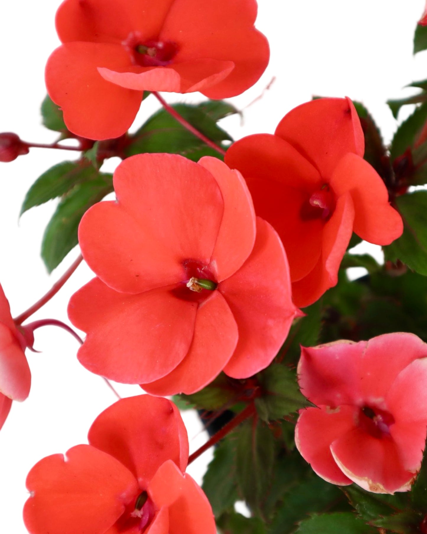 Sunpatiens 'Compact Hot Coral' - Annuals