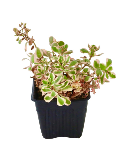 Sedum spurium 'What a Doozie' - Groundcovers