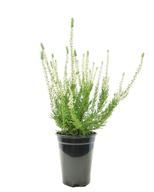 Calluna vulgaris 'Venus'