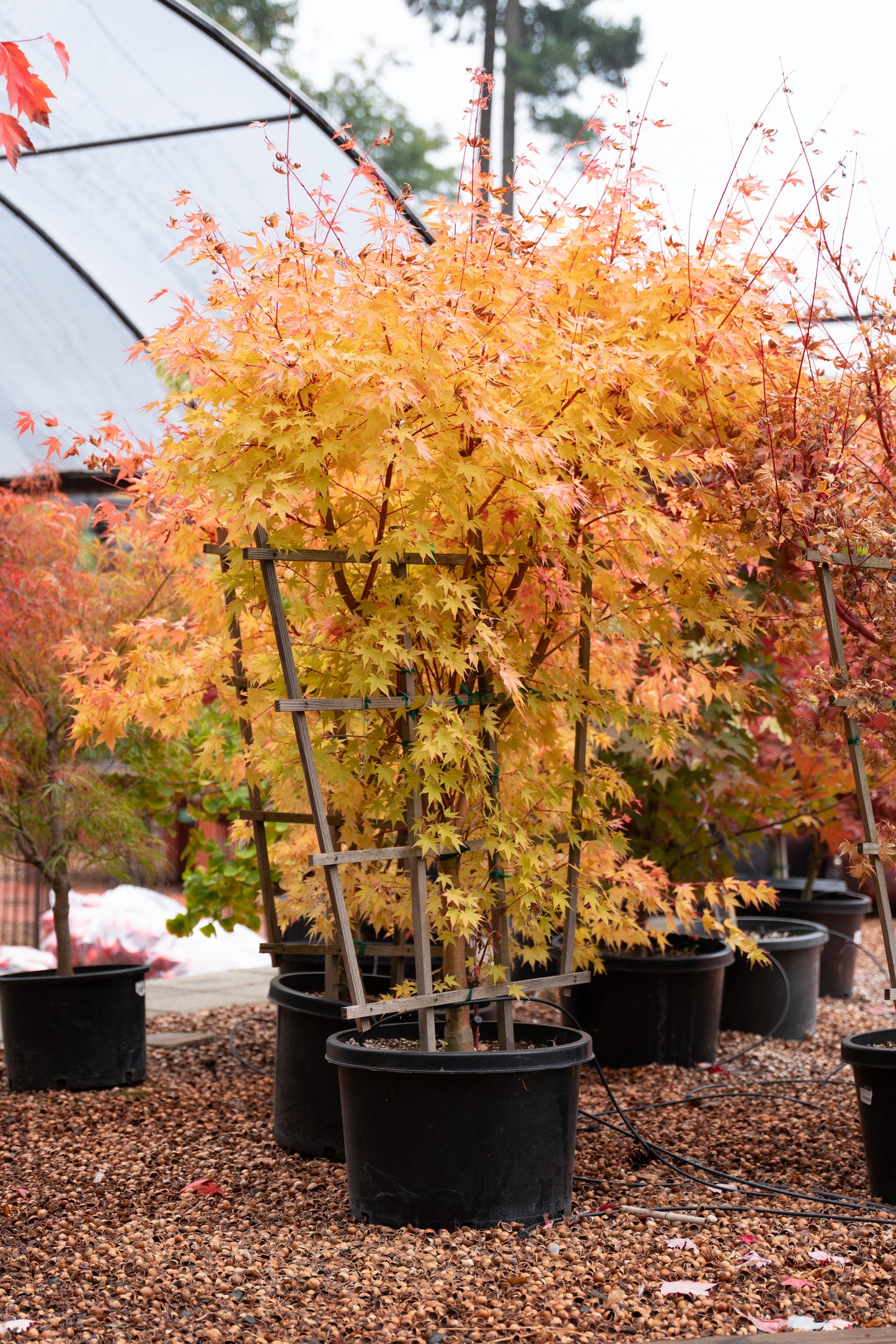 Acer palmatum 'Sango Kaku'