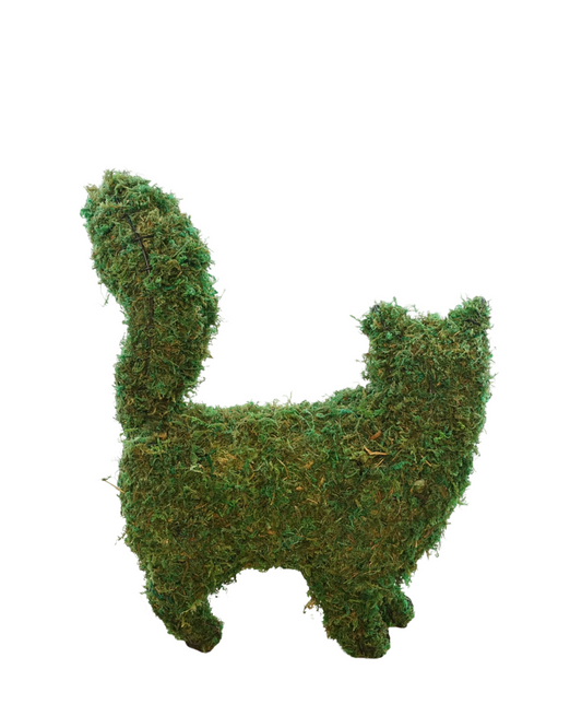 Mossed Cat