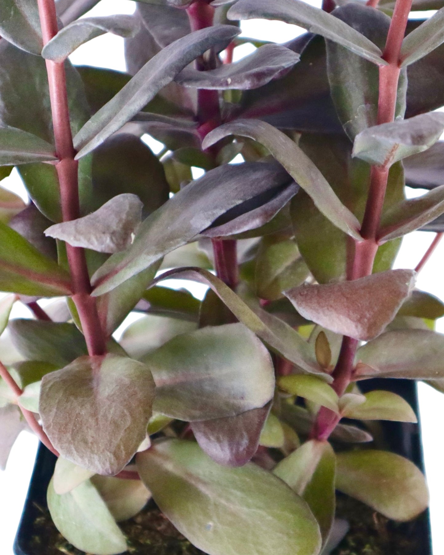 Sedum 'Desert Black' - Perennials
