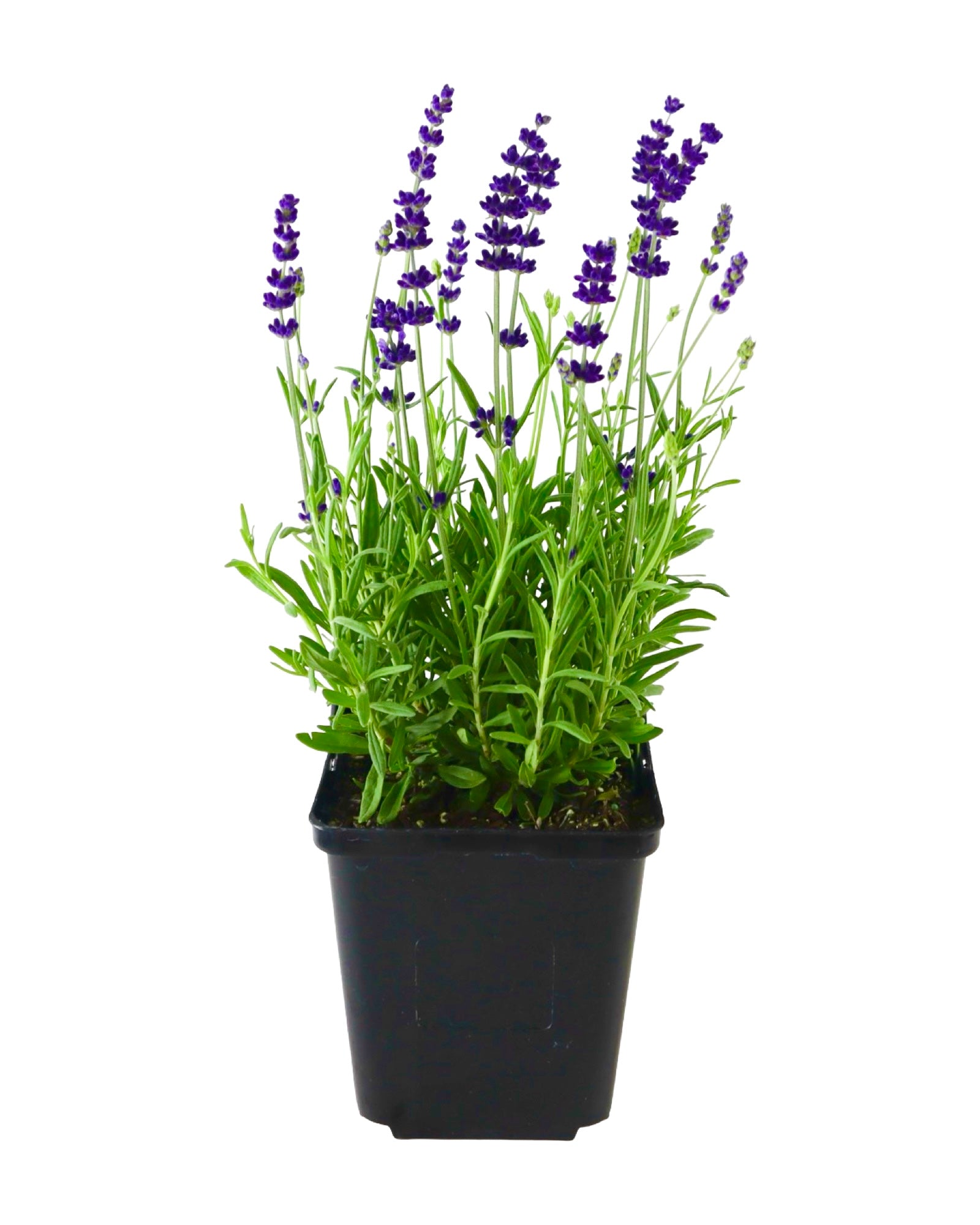 Lavandula angustifolia 'Hidcote Blue' - Herbs and Vegetables