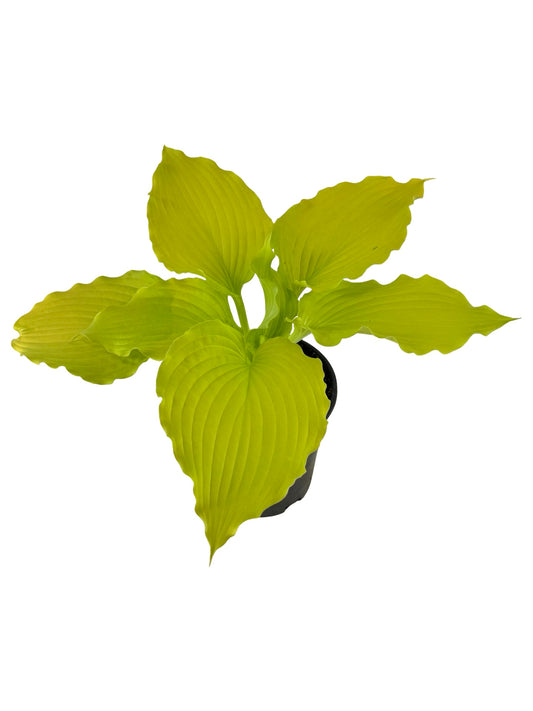 Hosta 'Dancing Queen' - Perennials