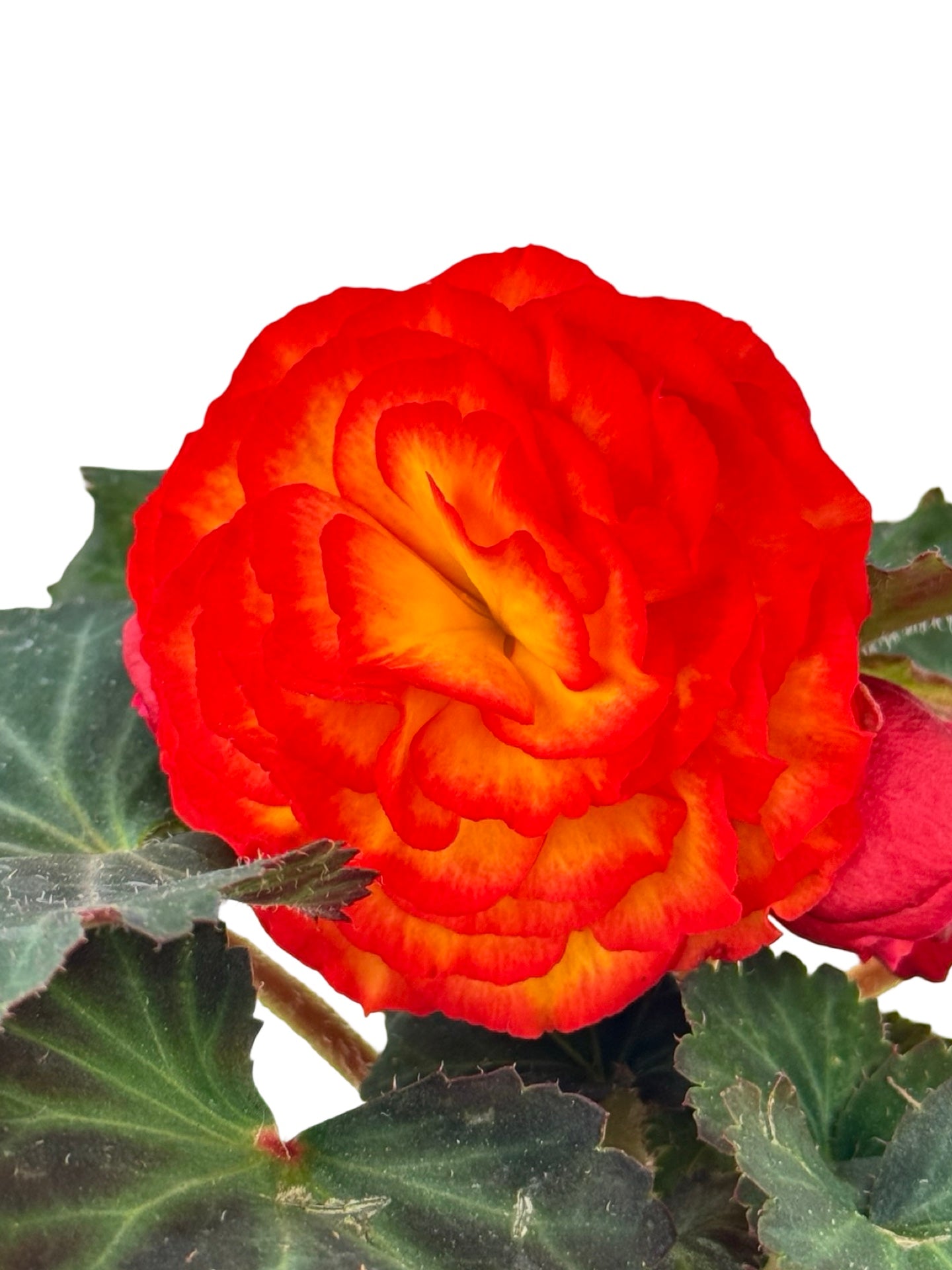 Begonia Nonstop 'Flame' - Annuals