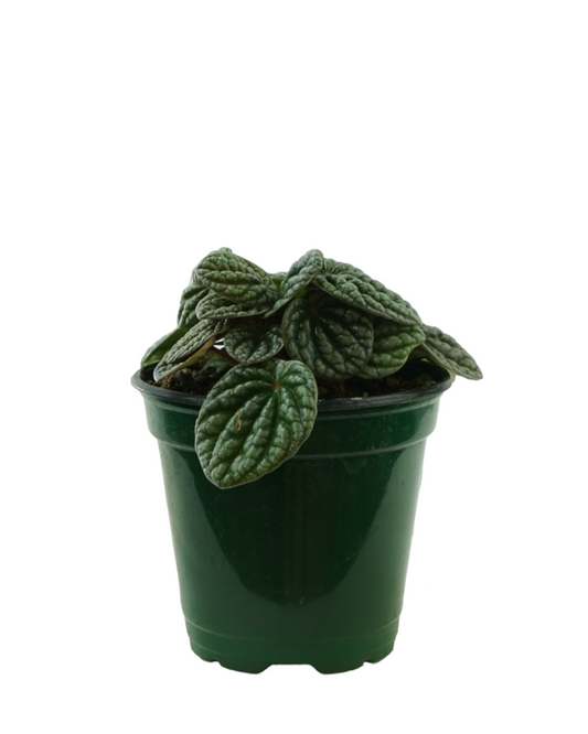 Peperomia caperata 'Luna Grey'