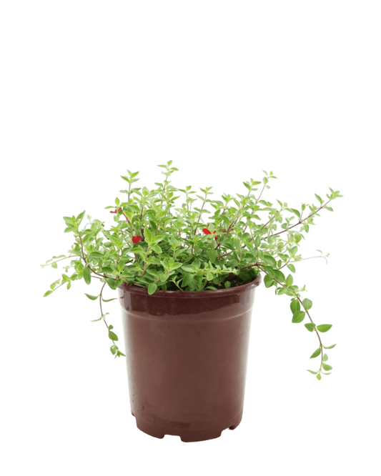 Scutellaria x 'Greg Starr' - The Garden Corner
