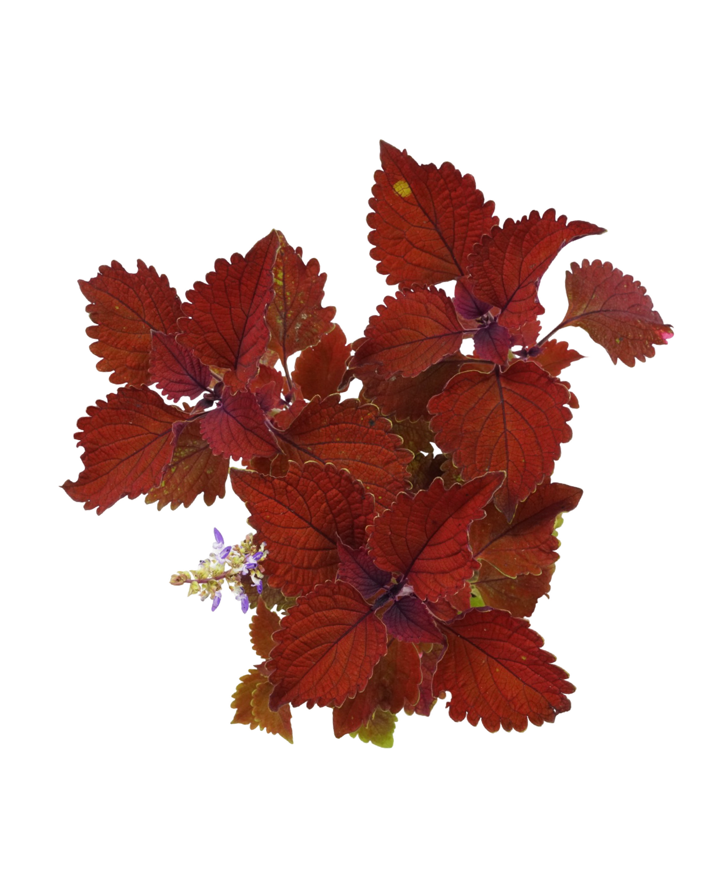 Coleus 'Wall Street' - Annuals