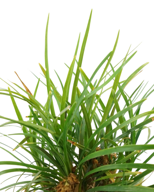 Ophiopogon japonicus 'Nana'