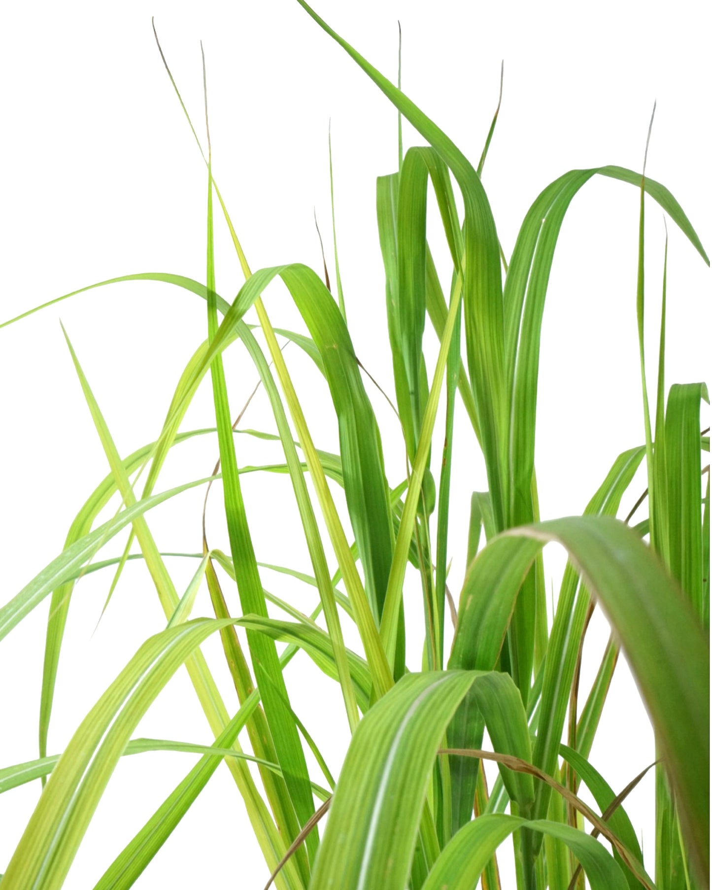 Miscanthus sinensis 'Purpurascens' - Perennials